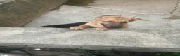 German Shepherd dogs for sale: Lulu - Ad 2