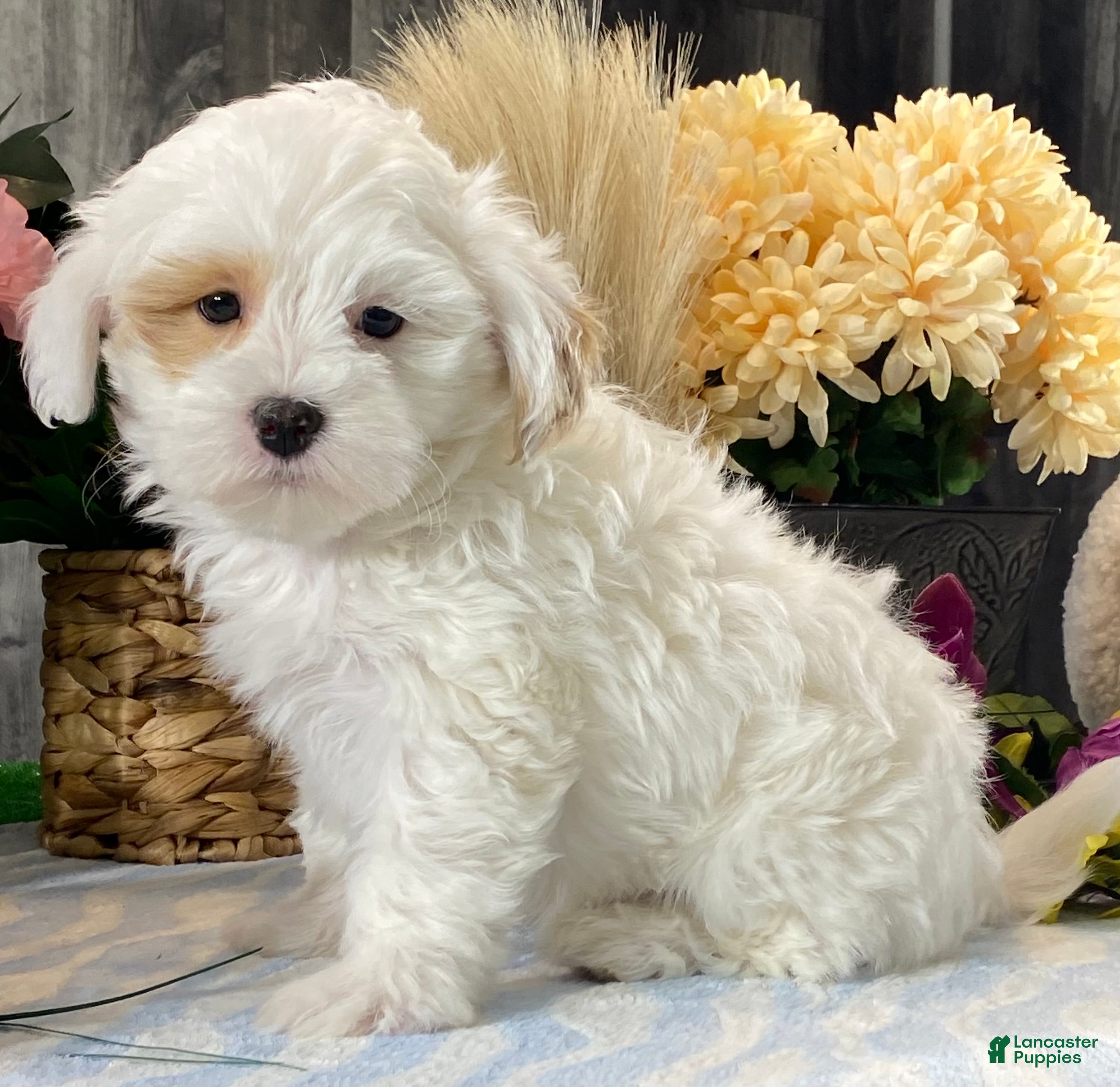 Shihpoo dogs Jimmy  - Ad 11