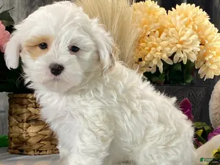 Shihpoo dogs Jimmy - Ad 11