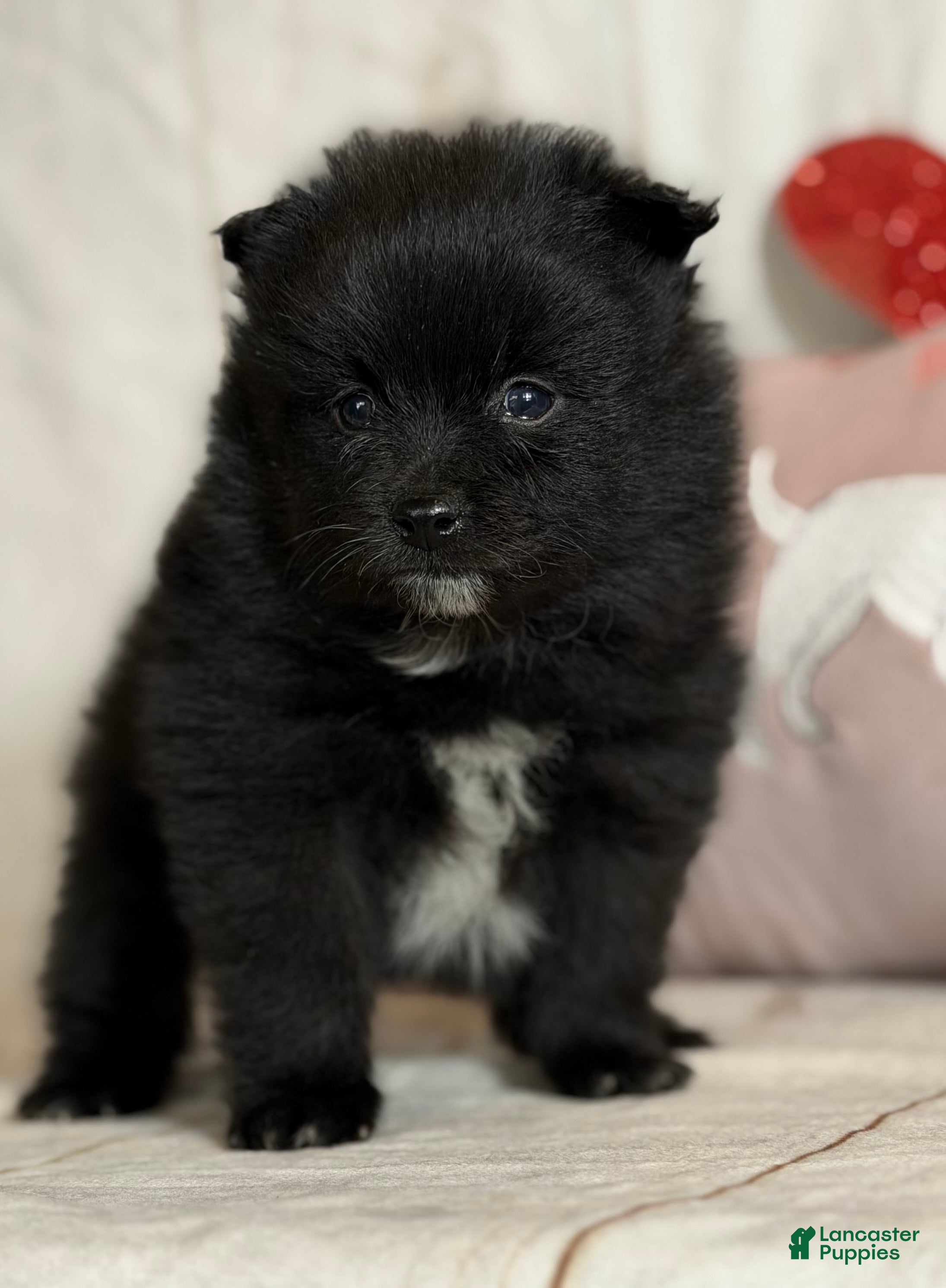 Pomeranian dogs Teddy - Ad 5