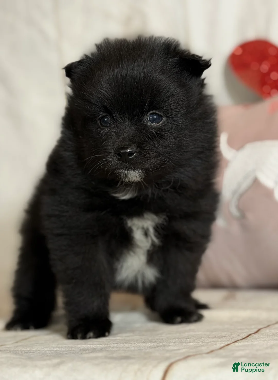 Pomeranian dogs for sale: Teddy - Ad 1