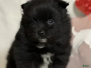 Pomeranian dogs Teddy - Ad 3