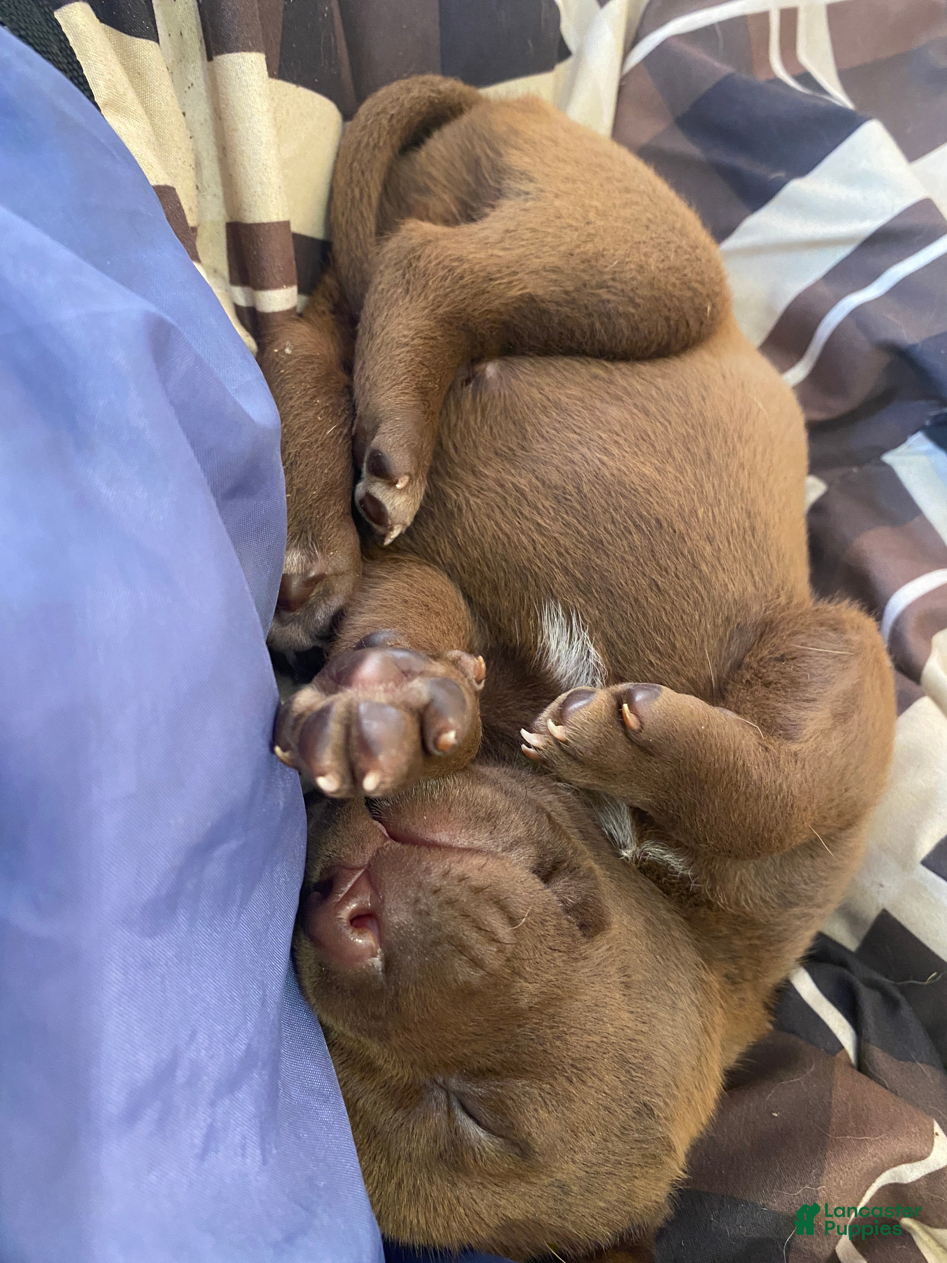 Mixed Breed dogs Biggie - Ad 32