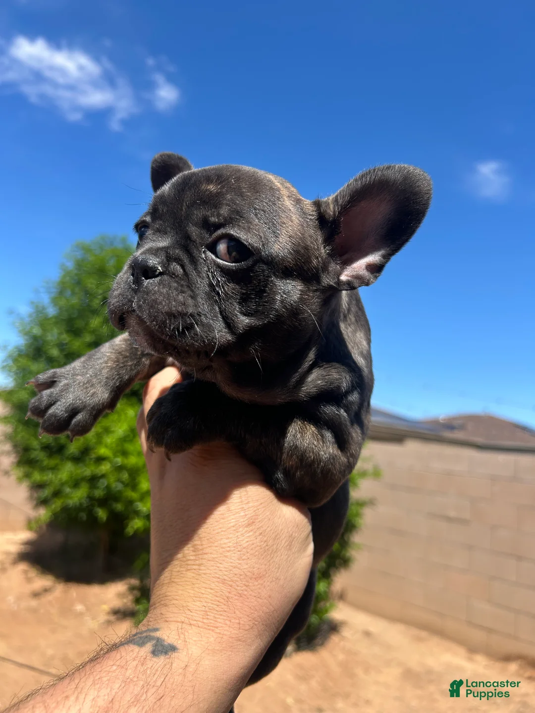 French Bulldog dogs for sale: French Bulldog Puppy 1 - Ad 2