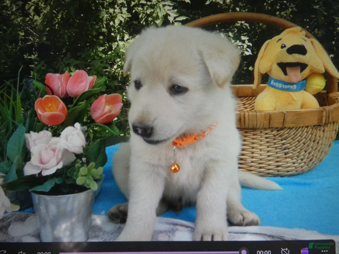 German Shepherd dogs for sale: German Shepherd 5 Snowball - Ad 1