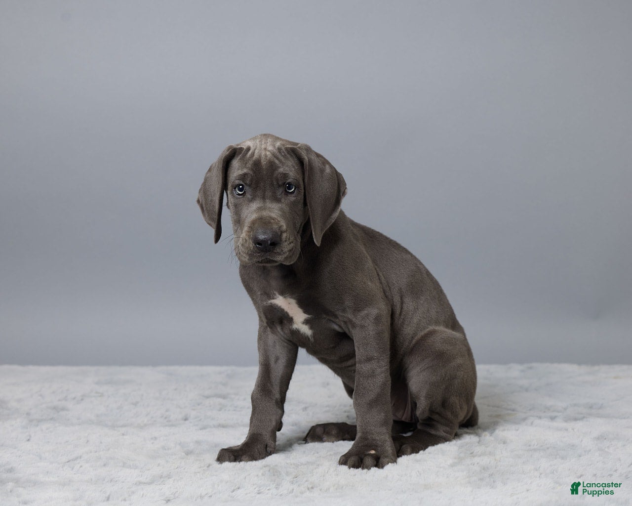 Dogs Big Great Dane Puppies For Sale Great Dane Puppies For Sale
