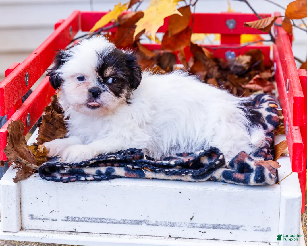 Shih Tzu dogs for sale: Lanceton - Ad 19