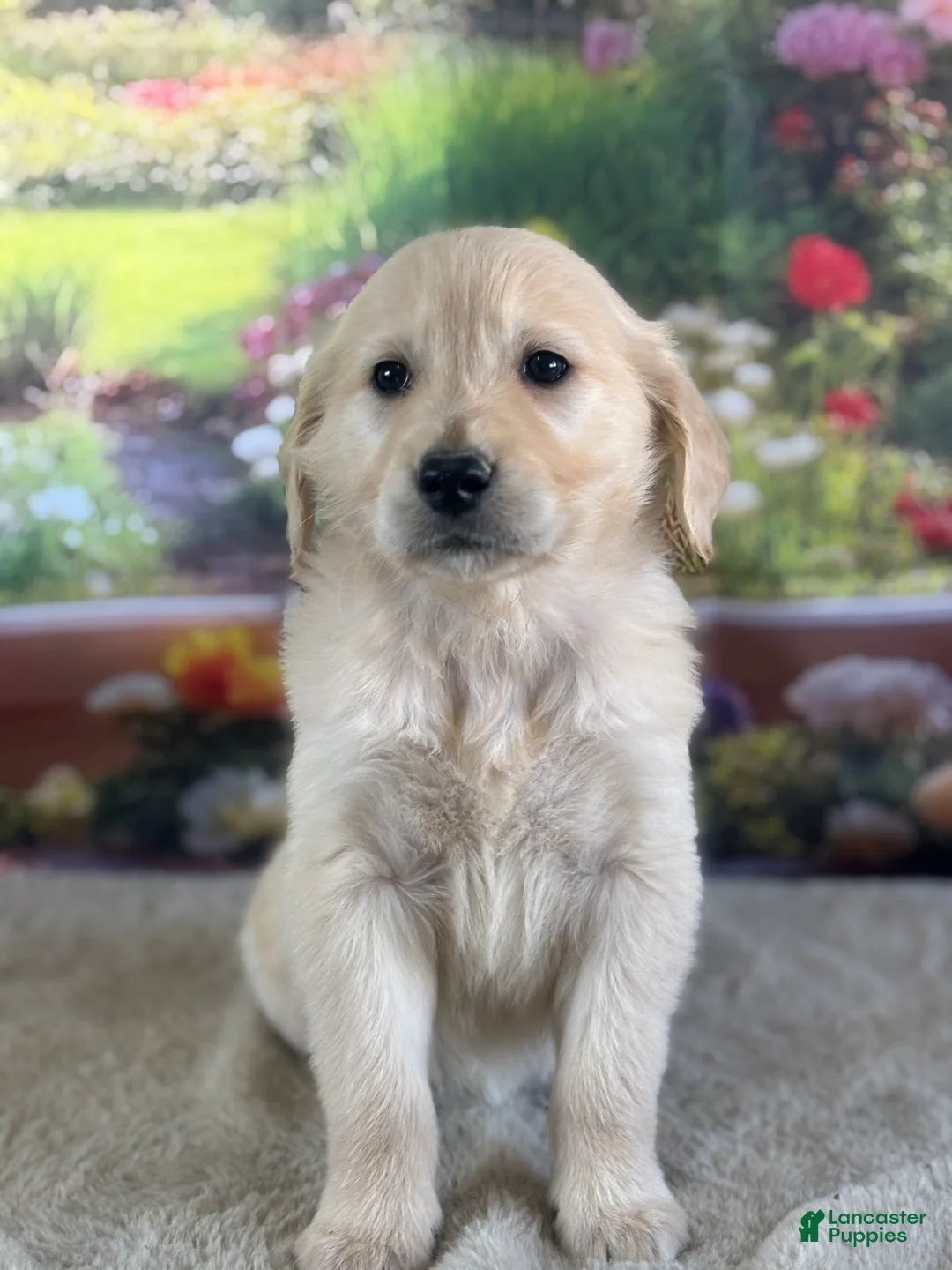 Golden Retriever dogs for sale:  Pixie - Ad 1