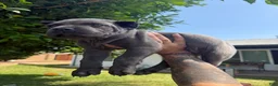 Cane Corso dogs for sale: Puppy 1 - Ad 2