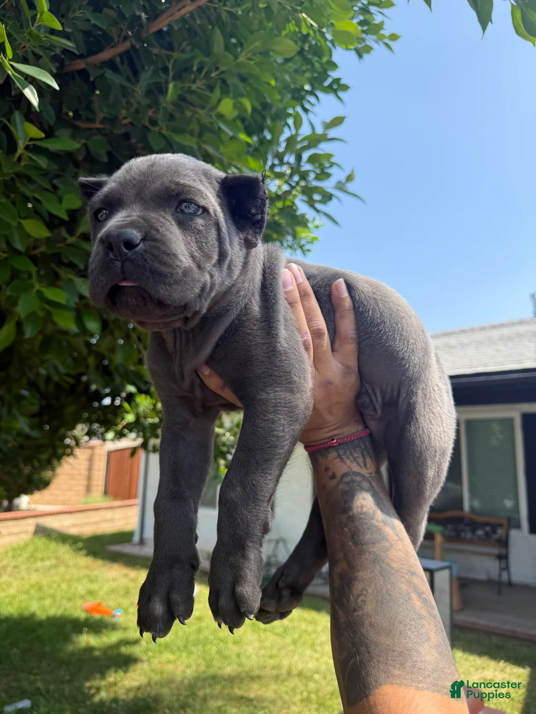 Cane Corso dogs for sale: Puppy 1 - Ad 2