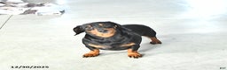 Miniature Dachshund dogs for sale: Sparkey   - Ad 6