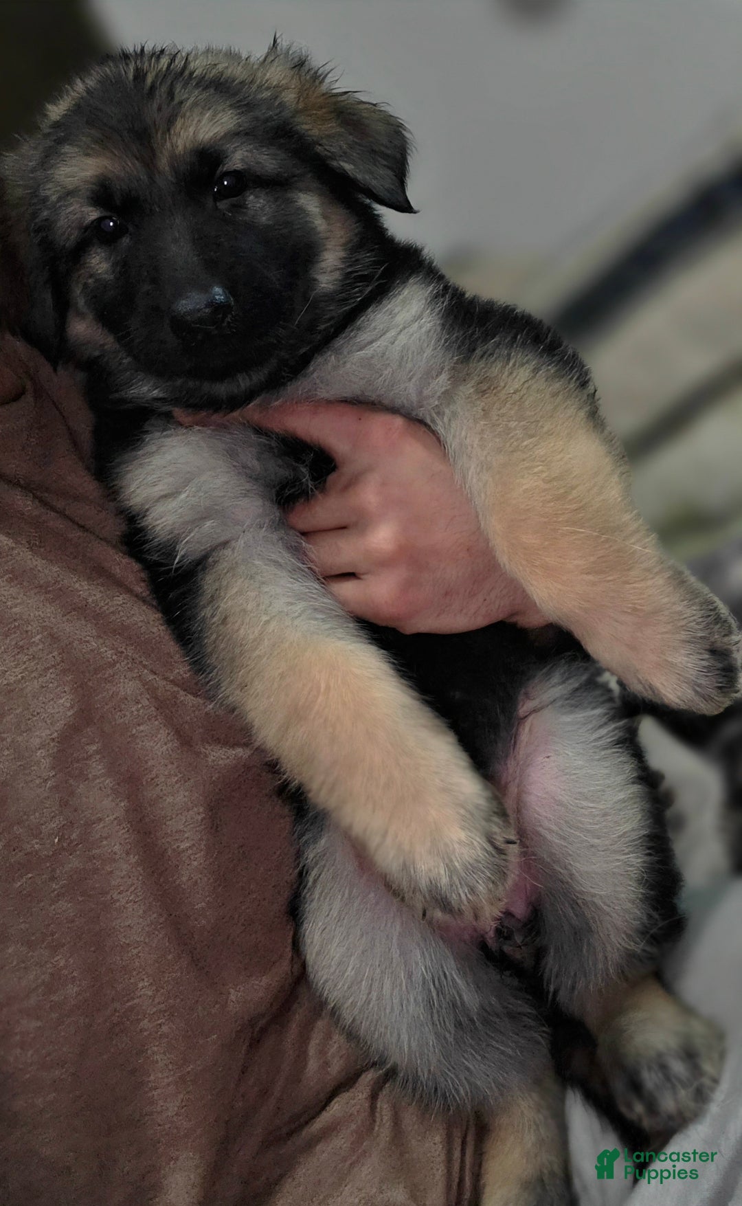 German Shepherd dogs for sale: Zara (4) - Ad 4