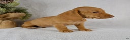 Miniature Dachshund dogs for sale: Stella - Ad 4