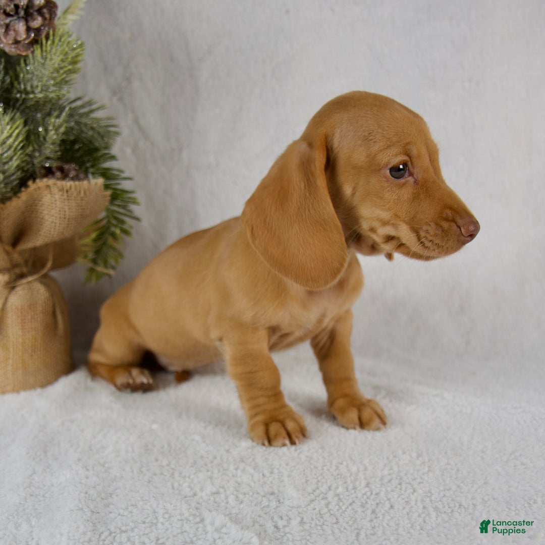 Miniature Dachshund dogs for sale: Stella - Ad 4