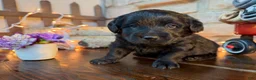 Labradoodle dogs for sale: Clint (Boy) - Ad 3