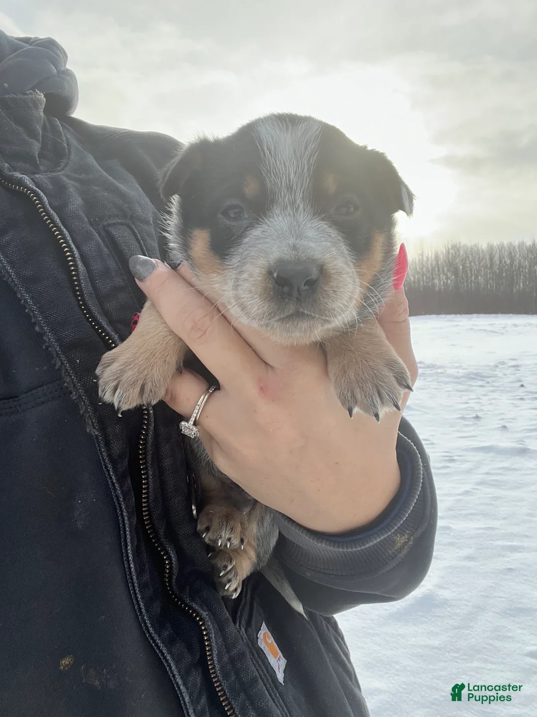 Australian Cattle Dog dogs for sale: Quinn - Ad 1