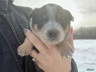 Australian Cattle Dog dogs Quinn - Ad 39