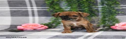 Mixed Breed dogs for sale: George - Ad 4