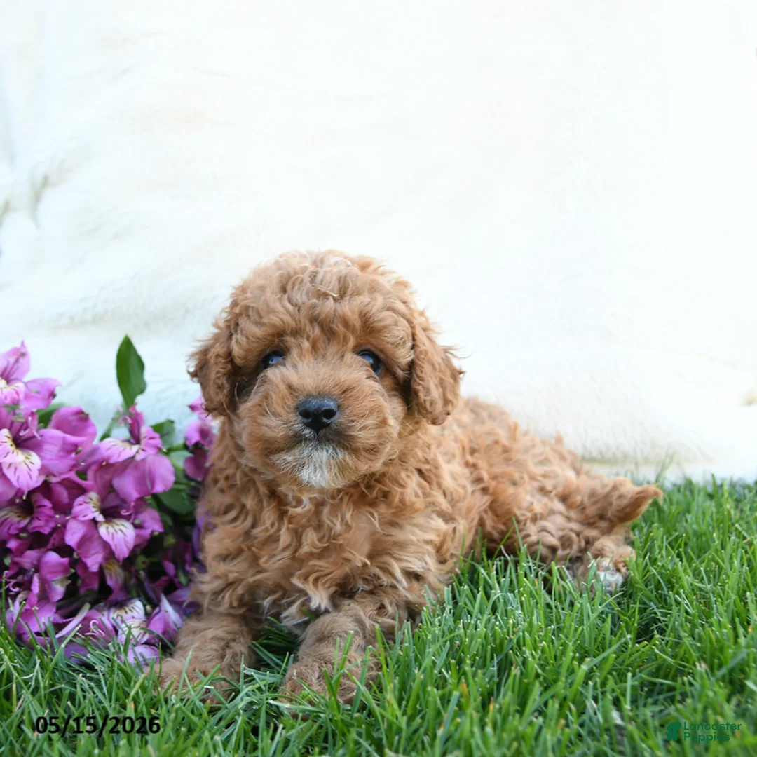 Cavapoo dogs for sale: Fanny - Ad 1
