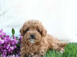 Cavapoo dogs for sale: Fanny - Ad 4