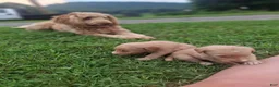 Labradoodle dogs for sale: Labradoodle 9 - Ad 11