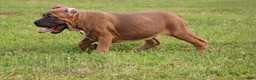 Cane Corso dogs for sale: Andromeda  - Ad 16