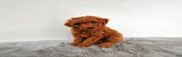 Mini Goldendoodle dogs for sale: Penny - Ad 3