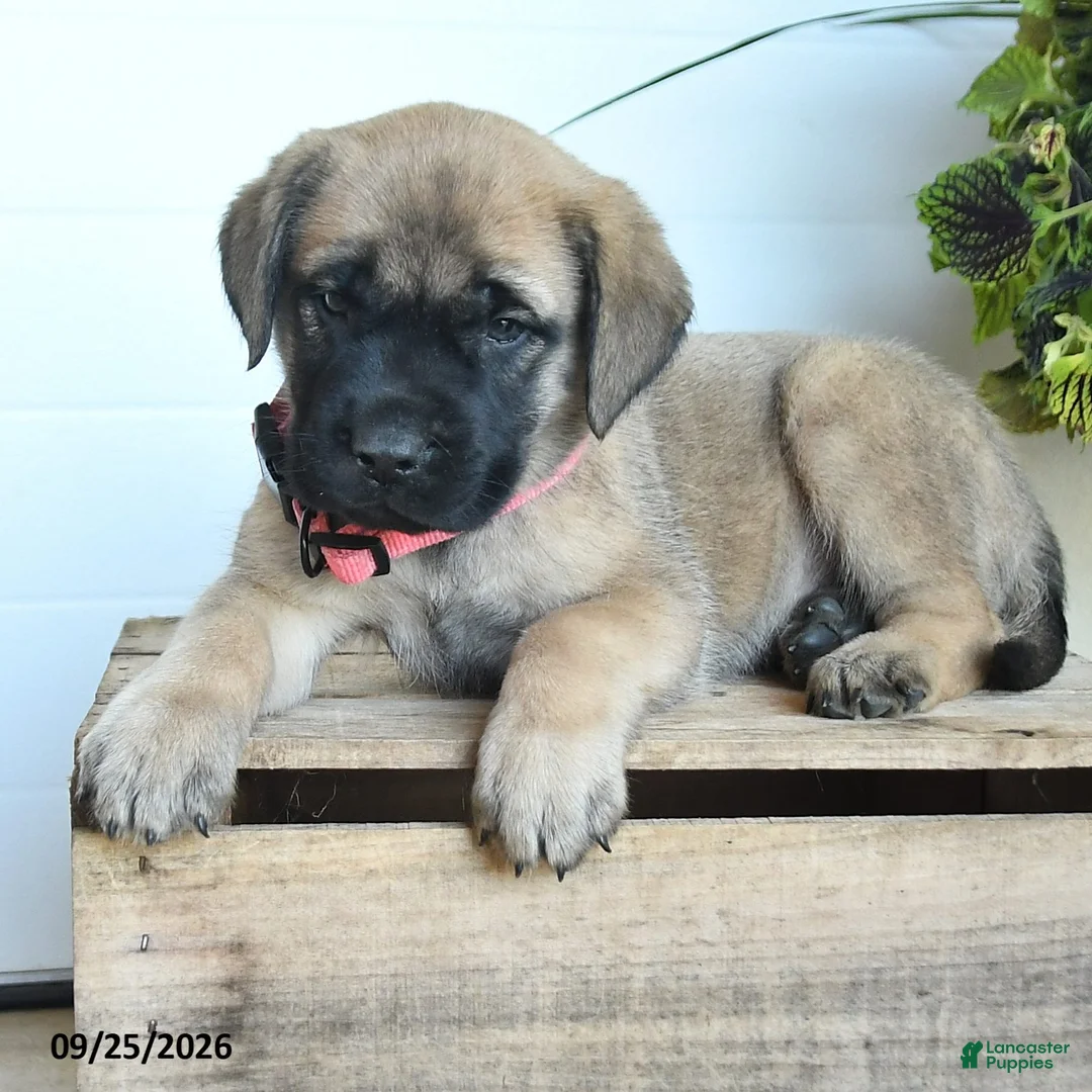 English Mastiff dogs for sale: Jessica - Ad 2
