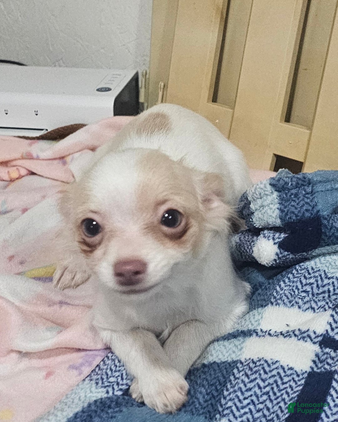 Chihuahua dogs for sale: Prissy - Ad 4