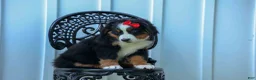 Bernese Mountain Dog dogs for sale: SPIKE - Ad 10