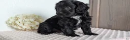 Cavapoo dogs for sale: Shiloh - Ad 4