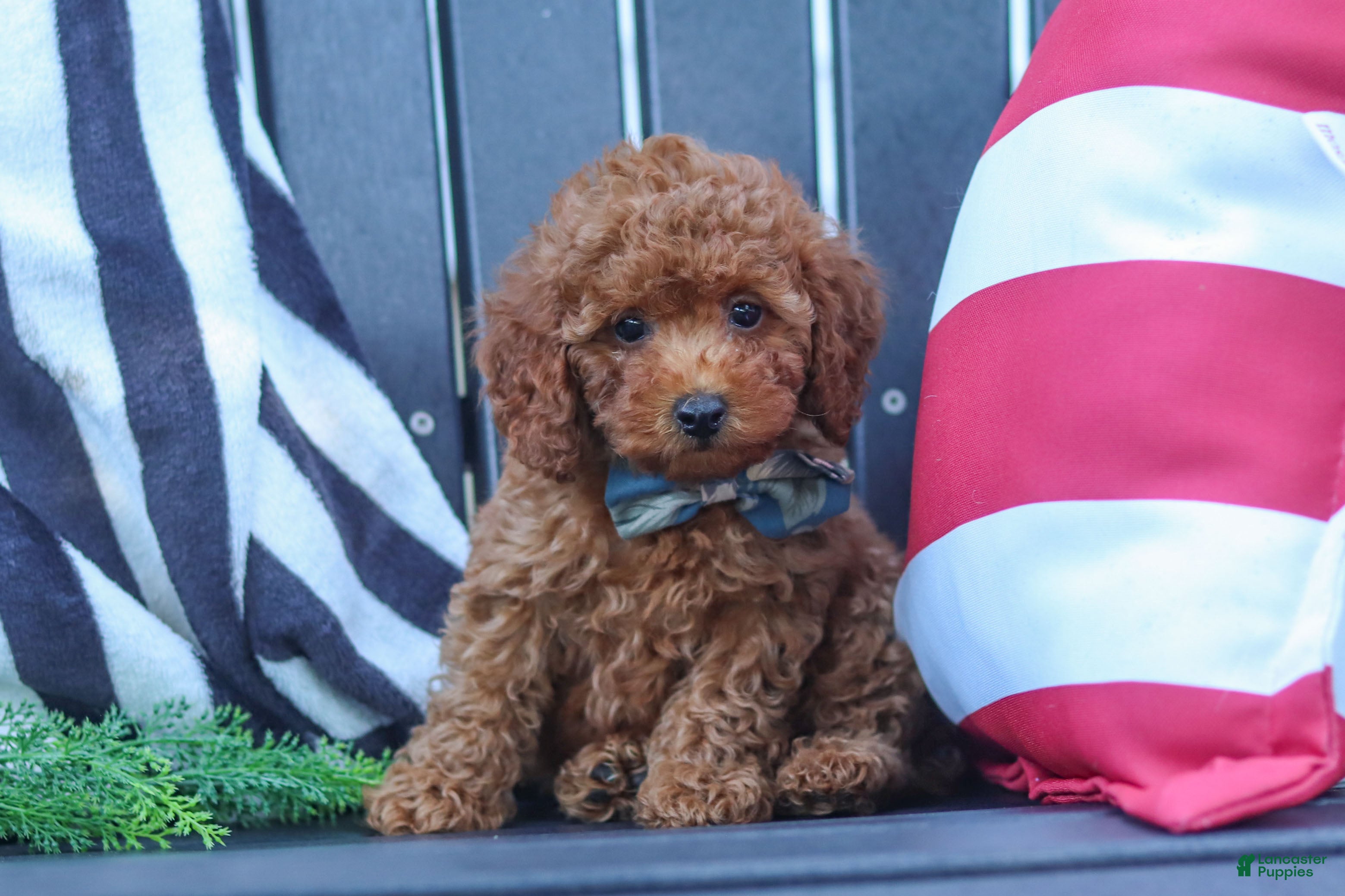 Miniature Poodle dogs for sale: Greyson - Ad 3