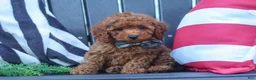 Miniature Poodle dogs for sale: Greyson - Ad 1