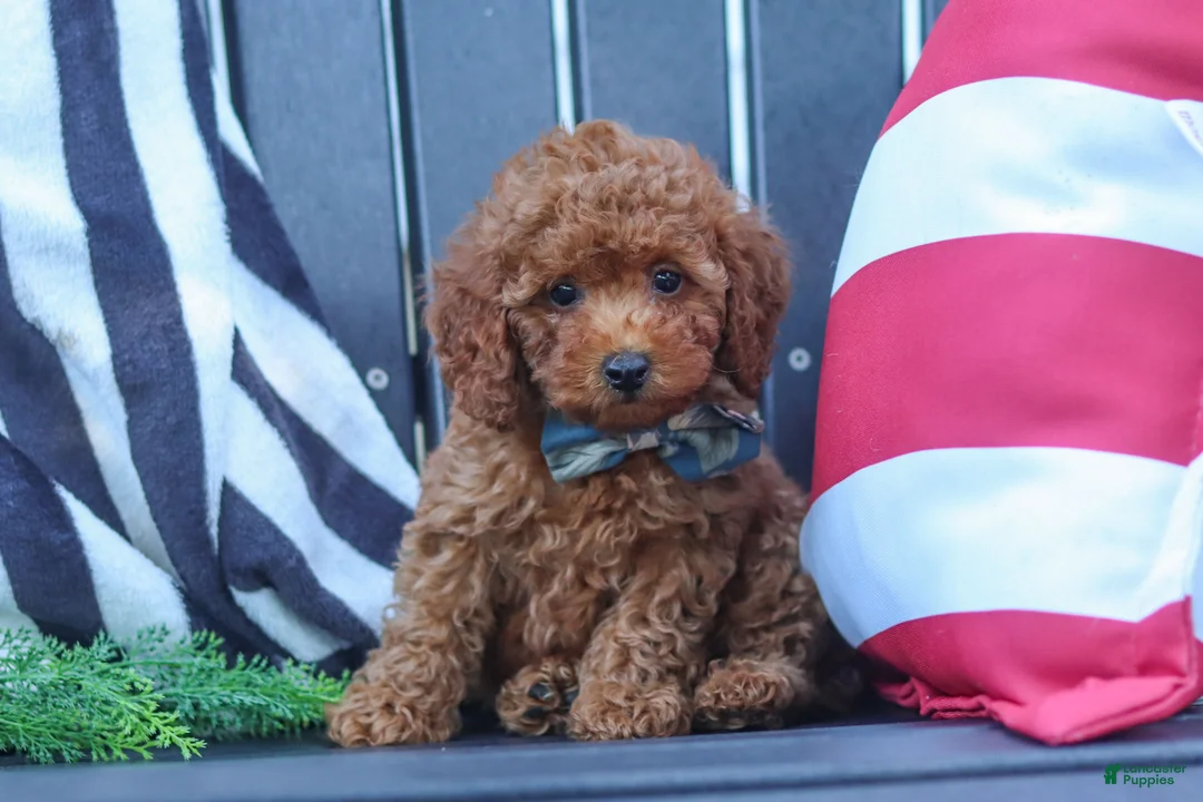 Miniature Poodle dogs for sale: Greyson - Ad 1