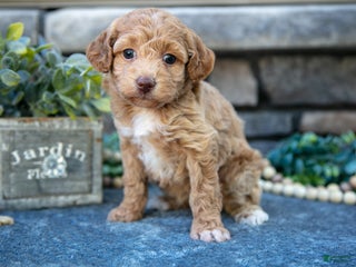 Havapoo dogs - Ad 35