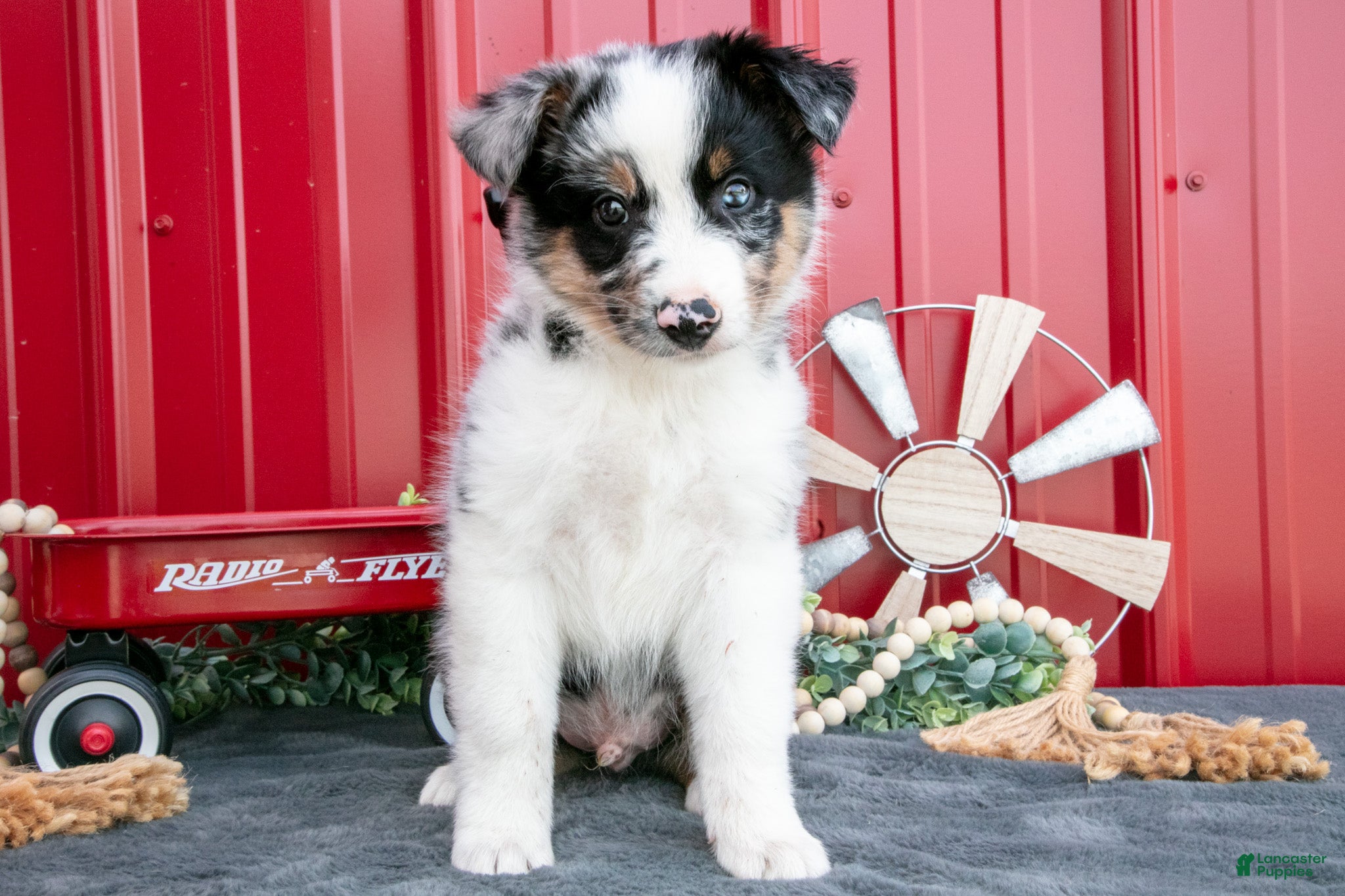 Miniature Australian Shepherd dogs Rex - Ad 1