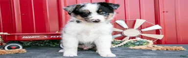 Rex