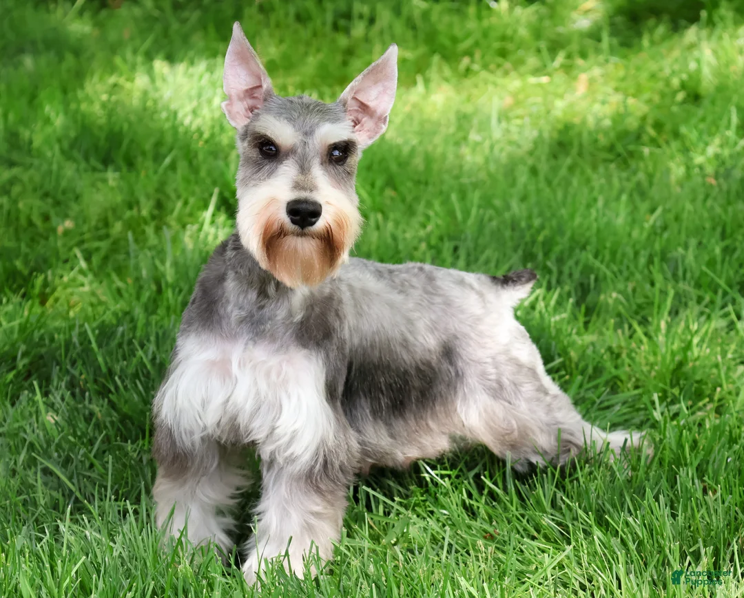Miniature Schnauzer dogs for sale: Sabrina  - Ad 1