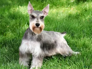 Miniature Schnauzer dogs Sabrina - Ad 36