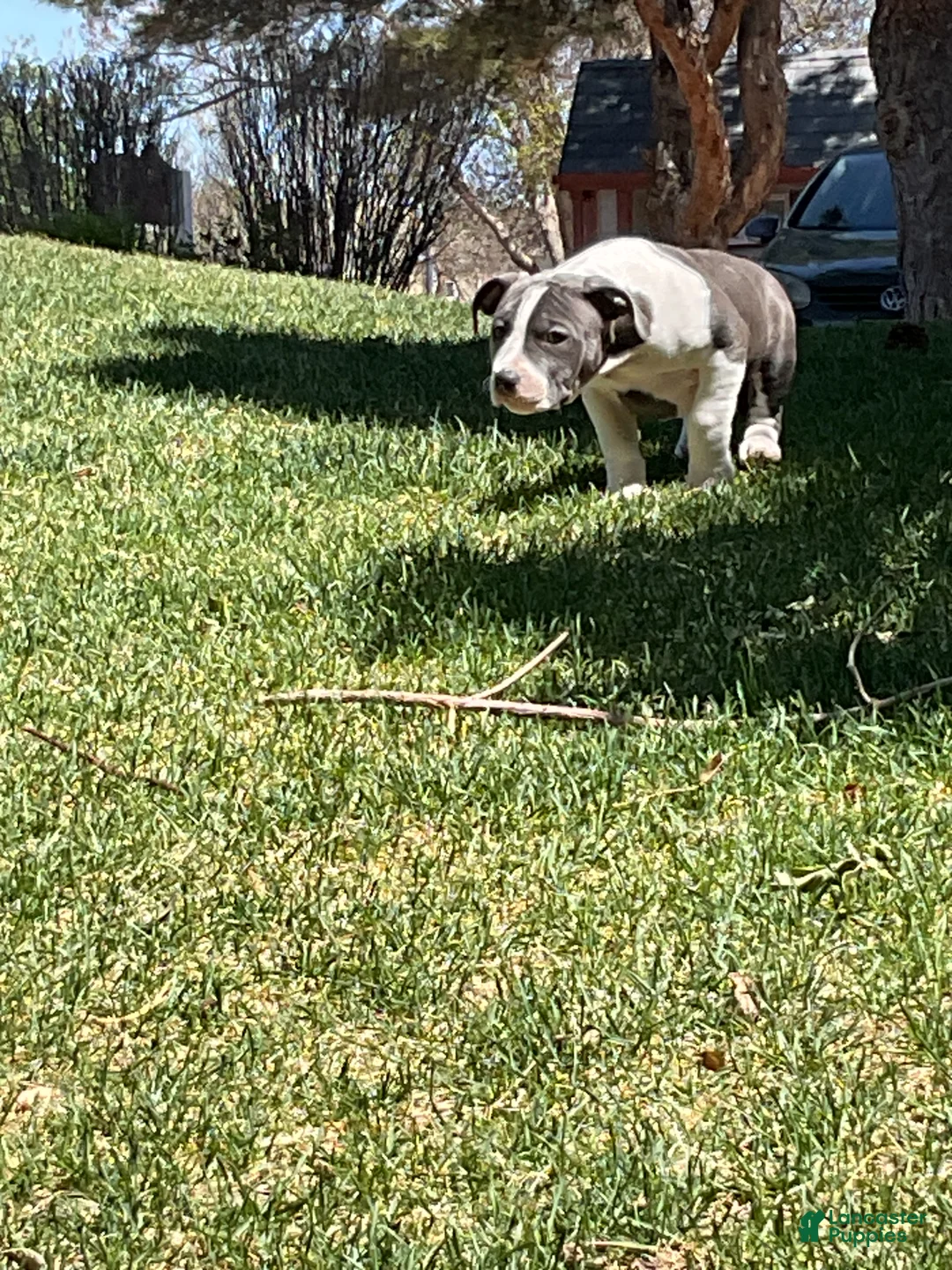 Mixed Breed dogs for sale: Staffshire terrier,American bully #2 - Ad 6