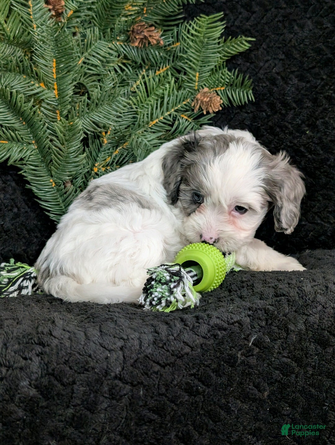 Cavapoo dogs for sale: Bingo  - Ad 2