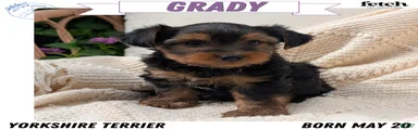 Grady