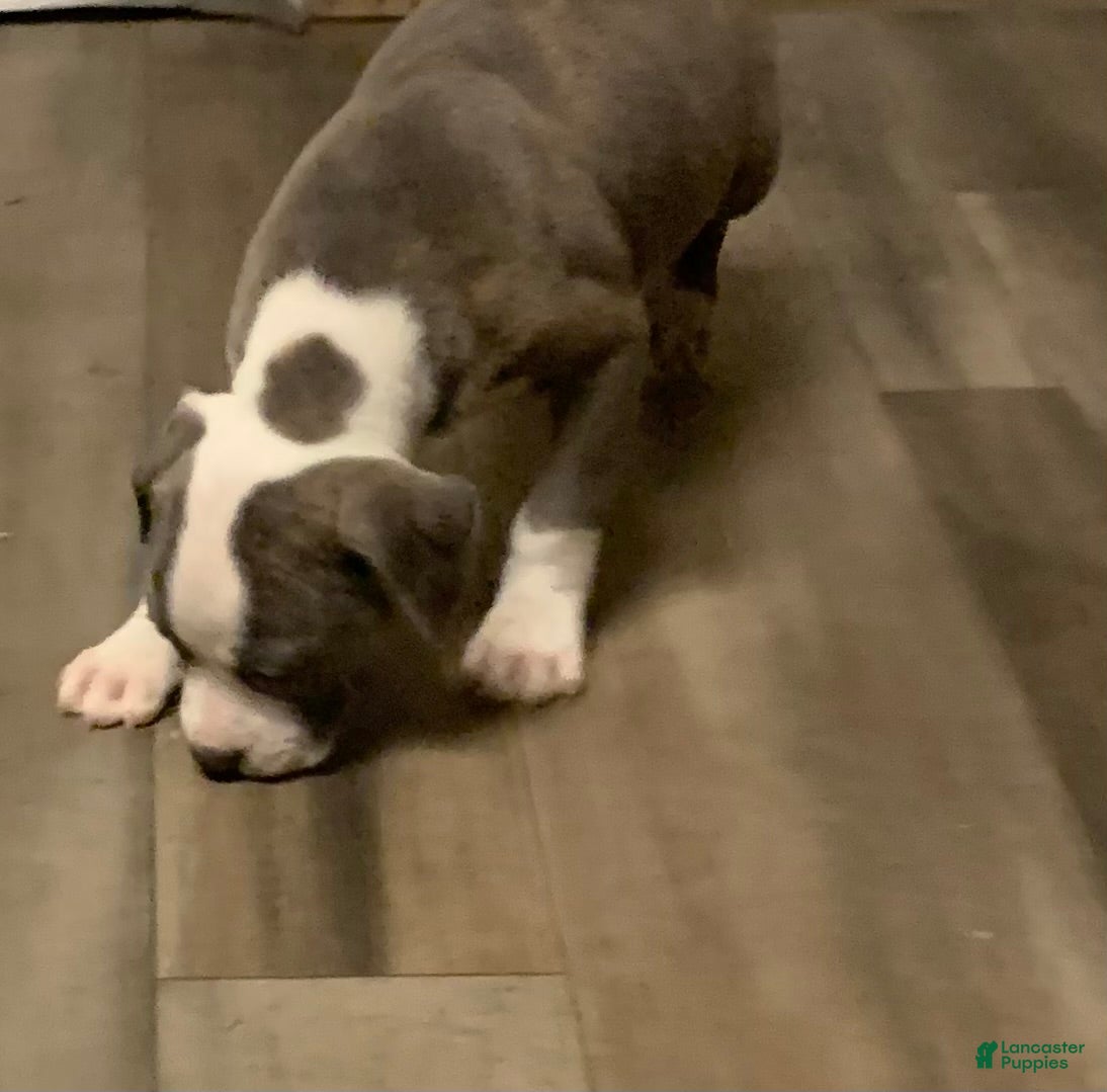 American Pit Bull Terrier dogs American Pit Bull Terrier Puppy 2 - Ad 1