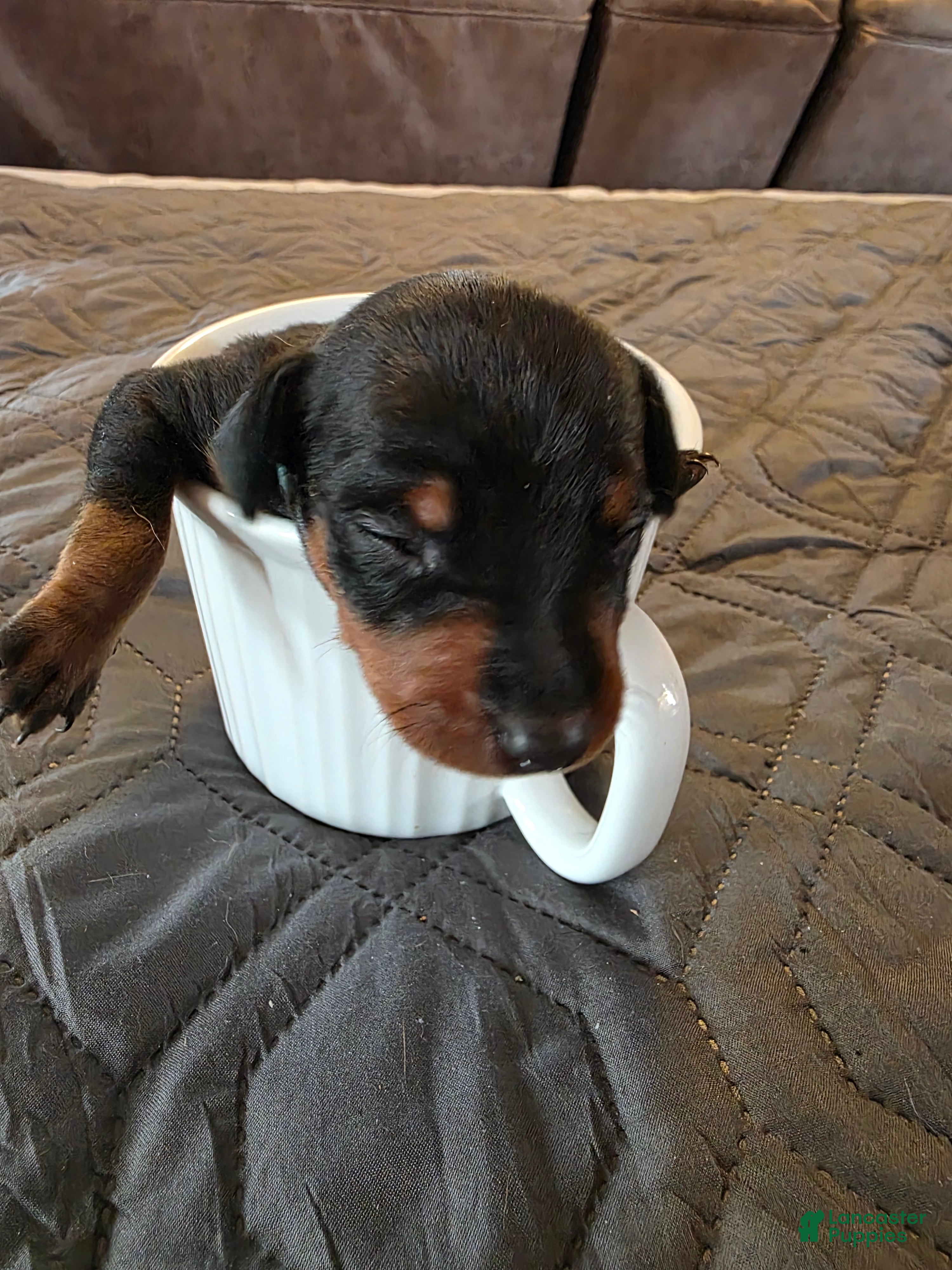 Miniature Pinscher dogs G-blue - Ad 1