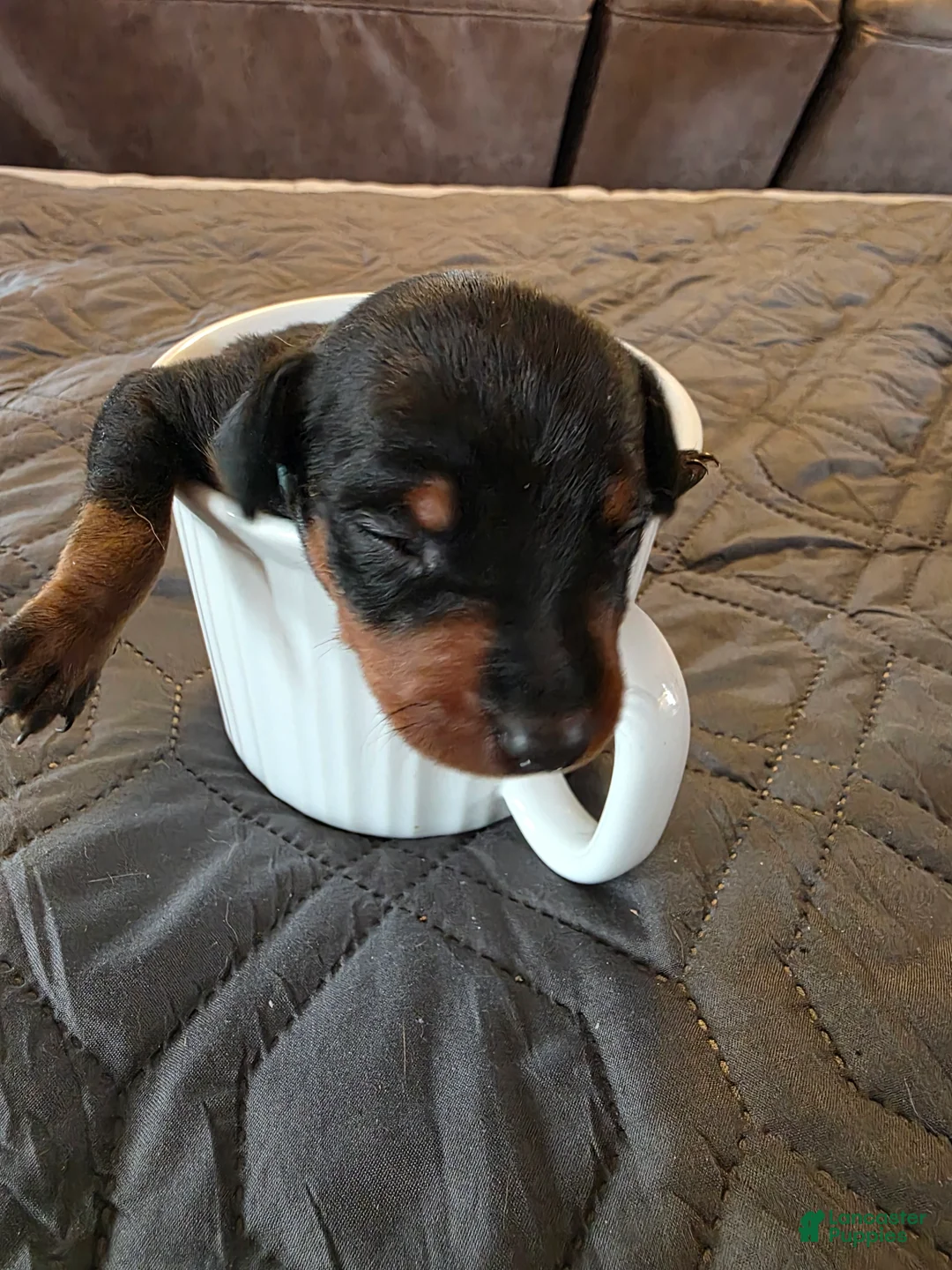 Miniature Pinscher dogs for sale: G-blue - Ad 1