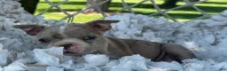 Boston Terrier dogs for sale: Murphy  - Ad 5