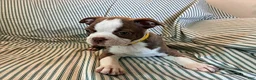 Boston Terrier dogs for sale: Carla - Ad 5