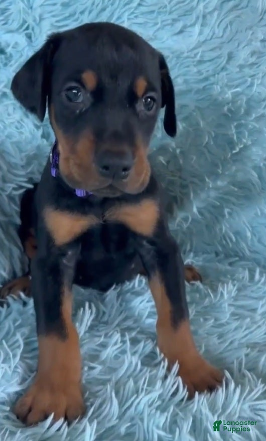 Doberman Pinscher dogs Doberman Pinscher 5 - Ad 4