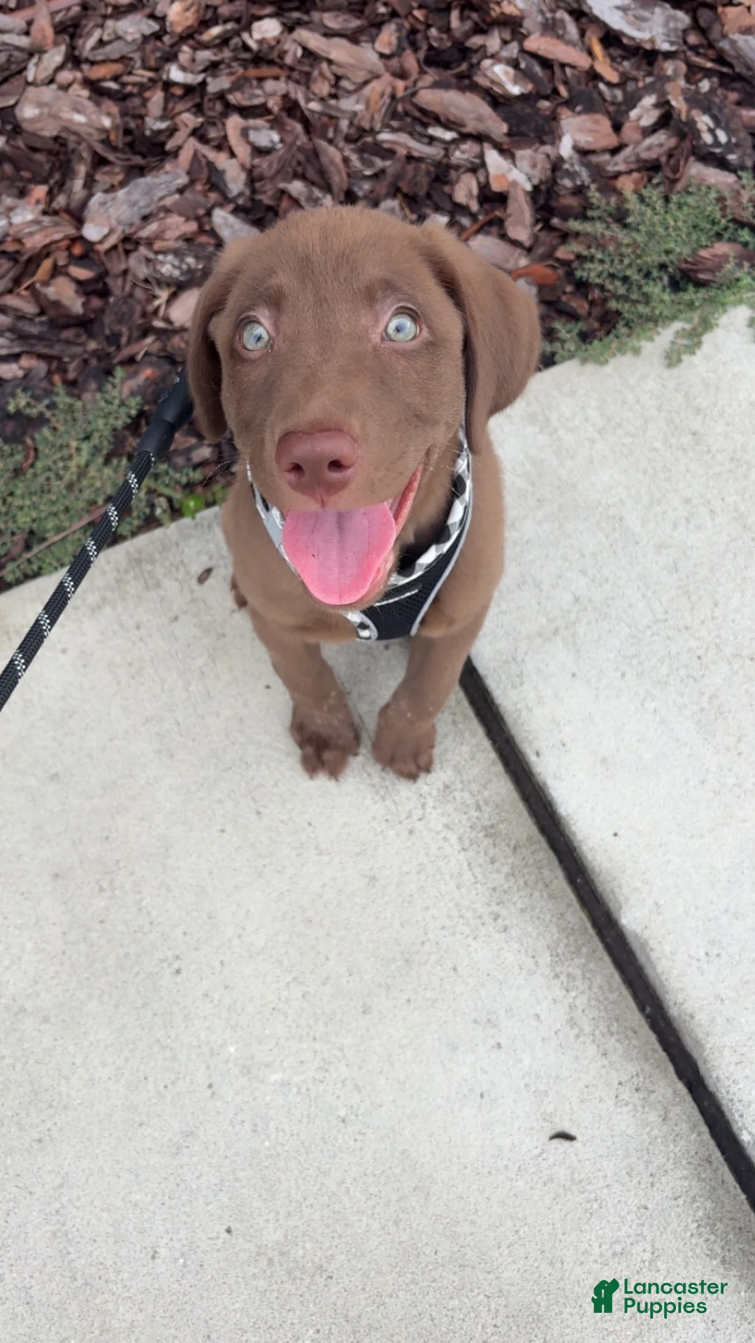 Labrador Retriever dogs for sale: Koda 🐶 - Ad 3