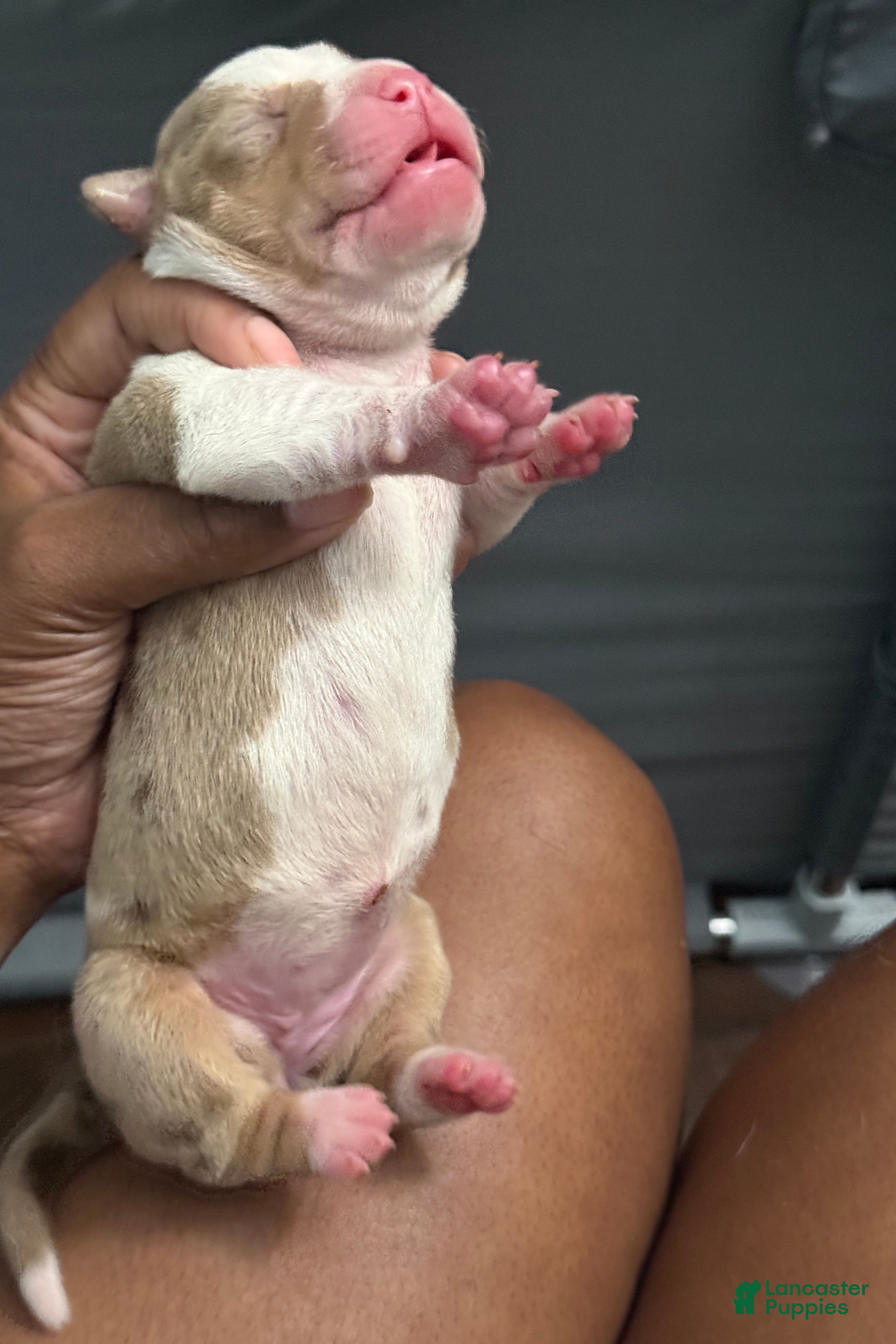 American Bully dogs American Bully 5 - Ad 2